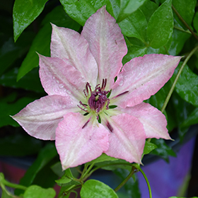 Plant Photo 7