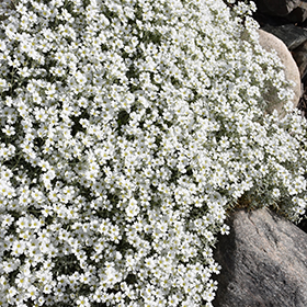 Plant Photo 5