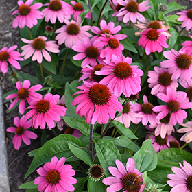 Plant Photo 5