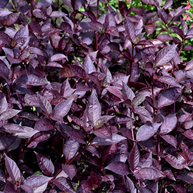 Plant Photo 9