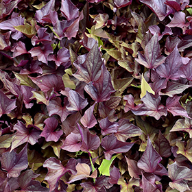 Plant Photo 9