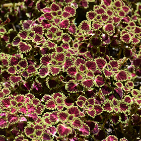 Plant Photo 10