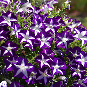 Plant Photo 6