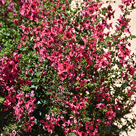Plant Photo 4