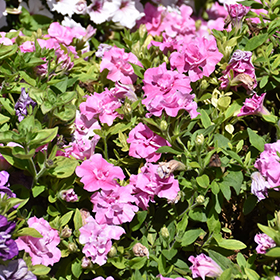 Plant Photo 9