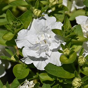 Plant Photo 10