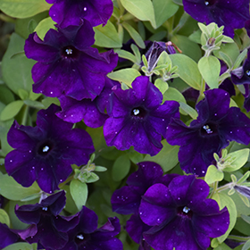Plant Photo 5