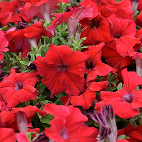 Plant Photo 6