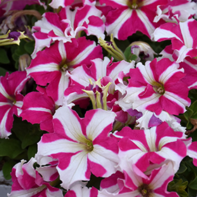Plant Photo 7