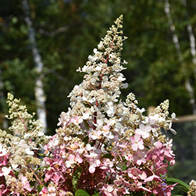 Plant Photo 2