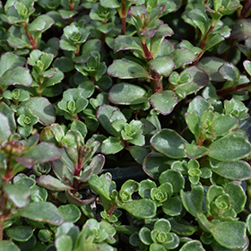 Plant Photo 1