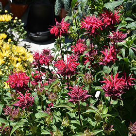 Plant Photo 6