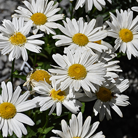Plant Photo 6
