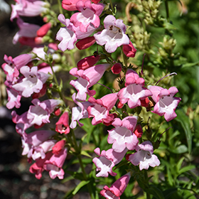 Plant Photo 10
