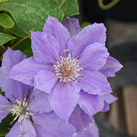 Plant Photo 1
